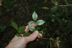 Pandorea jasminoides