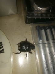 Dichotomius carolinus