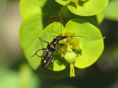 Oedemera basalis