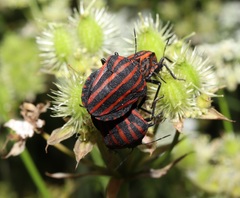 Graphosoma rubrolineatum