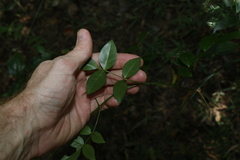 Pandorea jasminoides