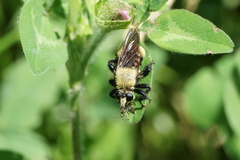 Laphria posticata