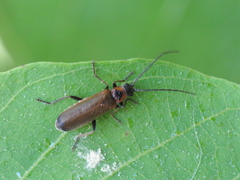 Rhagonycha gilvipennis