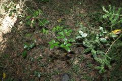 Pandorea jasminoides