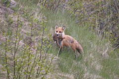 Vulpes vulpes deletrix