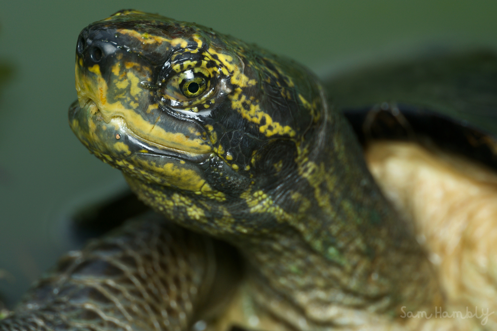 Yellow-Headed Temple Turtle