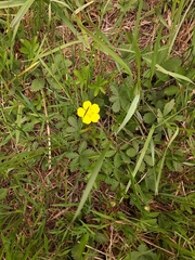 Potentilla reptans
