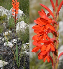 Watsonia schlechteri