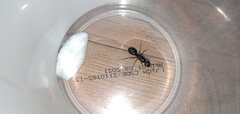 Camponotus compressus