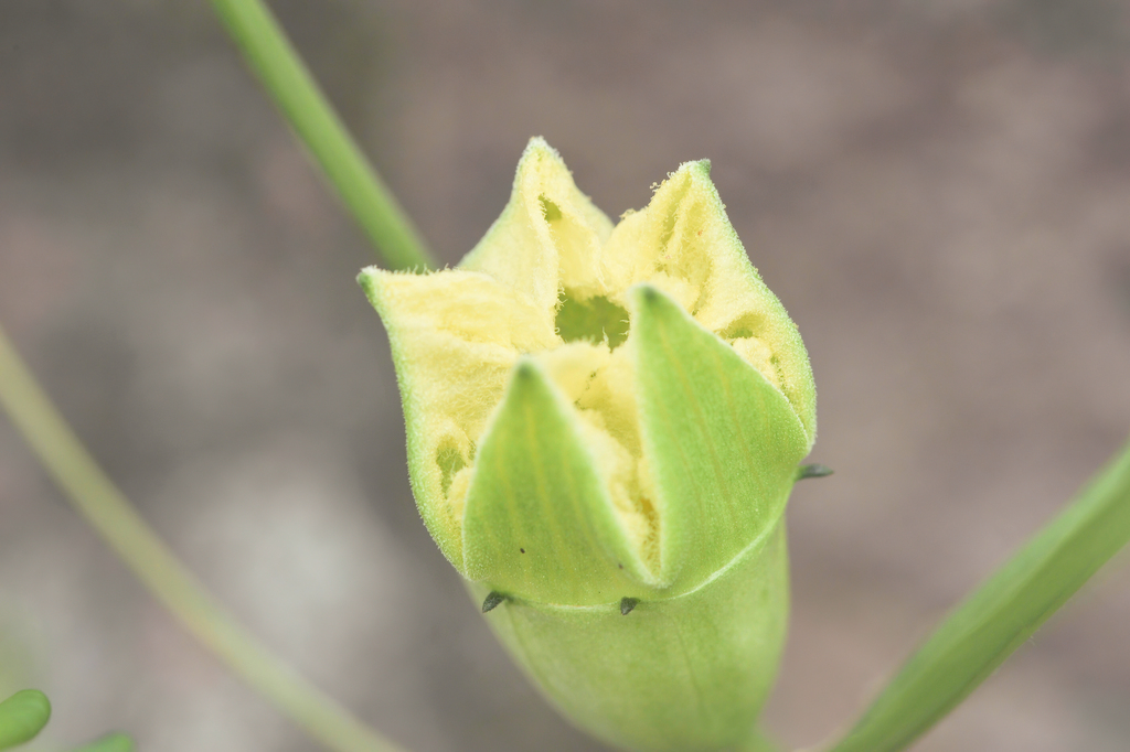 Cayaponia espelina (Cayaponia espelina)
