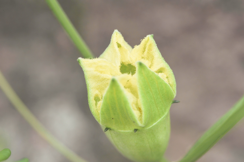 Cayaponia espelina (Cayaponia espelina)