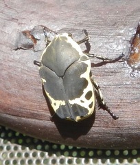 Gymnetis thula