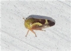 Ophiderma evelyna