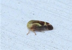 Ophiderma evelyna