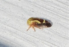 Ophiderma evelyna