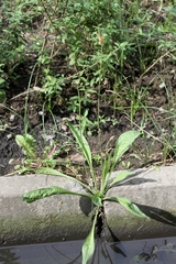 Plantago lanceolata