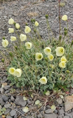 Papaver radicatum