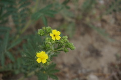 Potentilla chinensis