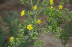 Potentilla chinensis