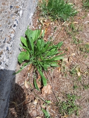 Plantago lanceolata