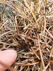 Carex libera