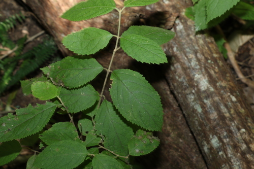 Callicarpa pedunculata