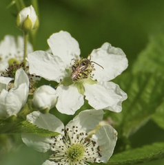 Insecta