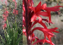Watsonia vanderspuyae