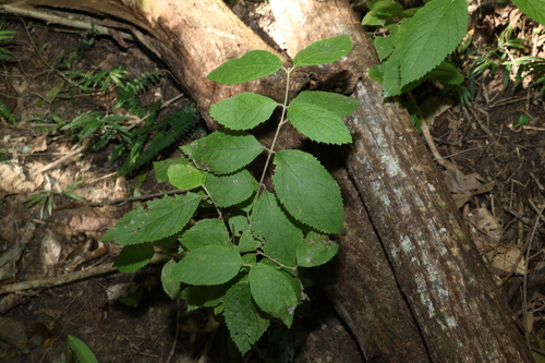 Callicarpa pedunculata