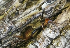 Forficula auricularia