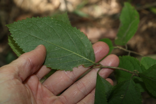 Callicarpa pedunculata
