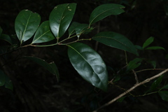 Cryptocarya foetida