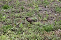 Acridotheres tristis