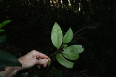 Cryptocarya foetida
