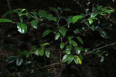 Cryptocarya foetida