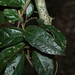 Aristolochia praevenosa - Photo (c) Greg Tasney, μερικά δικαιώματα διατηρούνται (CC BY-SA), uploaded by Greg Tasney