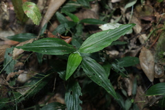 Aneilema acuminatum