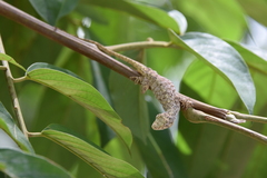 Anolis beckeri