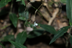 Aneilema acuminatum