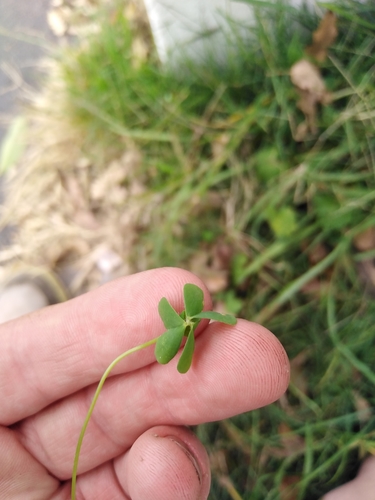Oxalis caprina (Oxalis caprina)