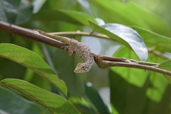 Anolis beckeri