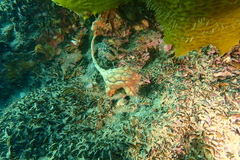 Pyuridae