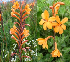 Watsonia schlechteri