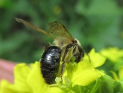Andrena agilissima