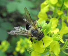 Andrena agilissima