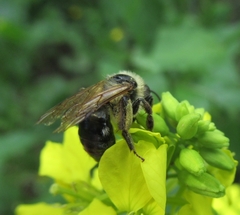 Andrena agilissima