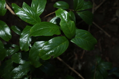 Celastrus subspicatus