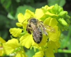 Andrena agilissima