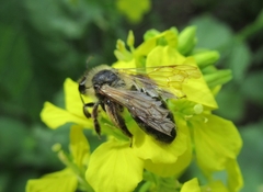 Andrena agilissima