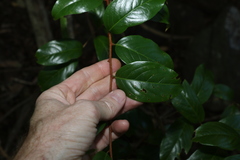 Celastrus subspicatus